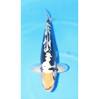 KGE.52 KUMONRYU "ORCA" KGE.52 KUMONRYU "ORCA"